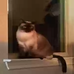 lost female cat luna