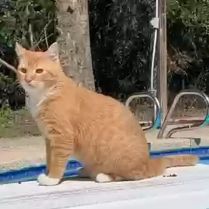 lost male cat cheddar