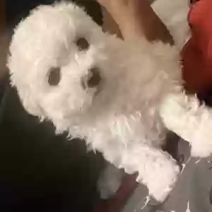 lost male dog bombón