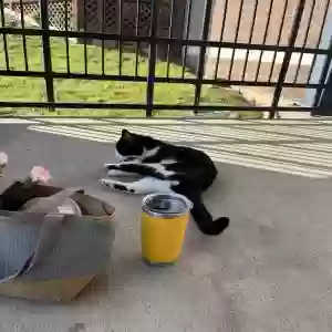 found male cat unknown
