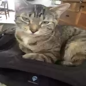 lost female cat bear