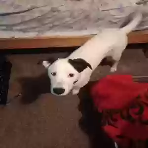 lost male dog snoopy
