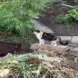 found female cat unknown