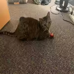 lost male cat billy
