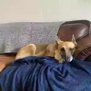 lost female dog delilah