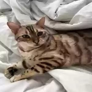 lost male cat mars