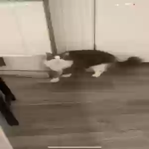 lost male cat elmo