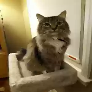 lost male cat bo
