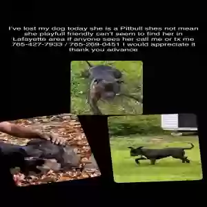 lost female dog lexi