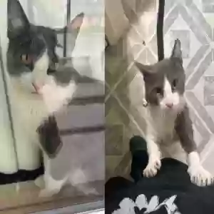 lost male cat michi