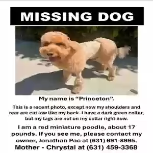 lost male dog princeton