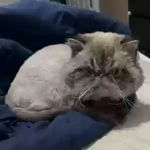 lost male cat hissy