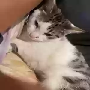 lost female cat pinky