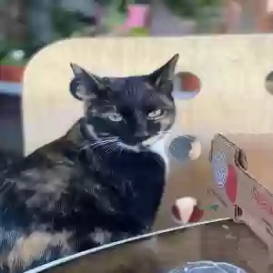 lost female cat chula