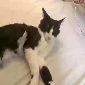 lost male cat oreo