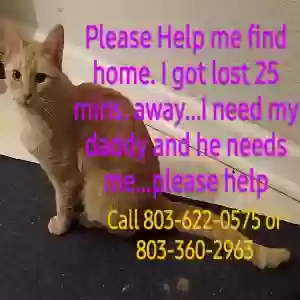lost female cat allie aka mushmush
