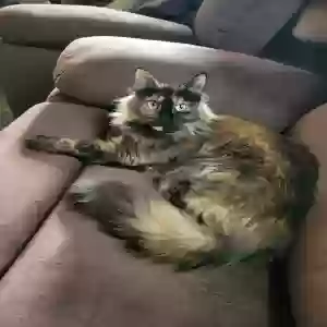 lost female cat mocha