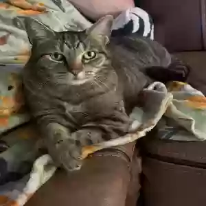 lost female cat mela