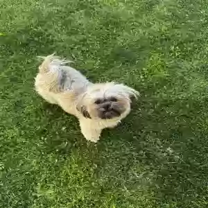 lost male dog chuy