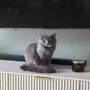 lost male cat berlin