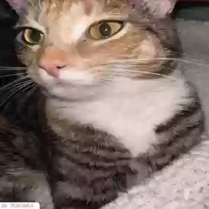 lost female cat luna