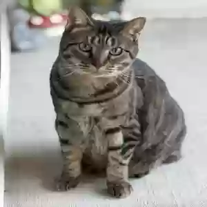 lost female cat marty