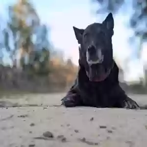 lost male dog zuko