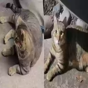 lost male cat tommie