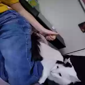 lost male cat coconut