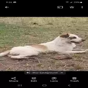 lost female dog dollie