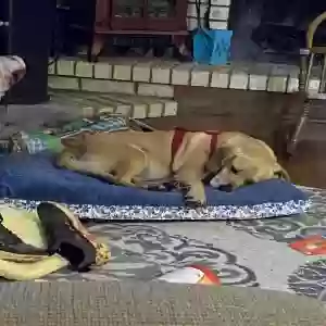 lost female dog halie