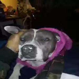 lost female dog bre