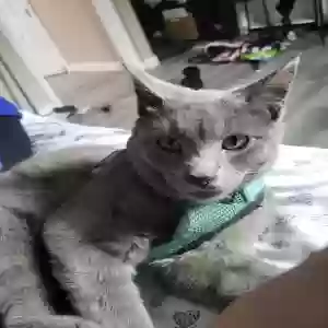 lost male cat kenji