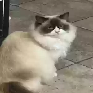 lost female cat unknown