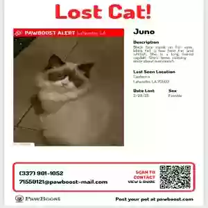 lost female cat juno