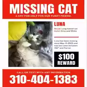 lost female cat luna