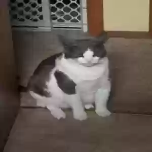 lost male cat hunter