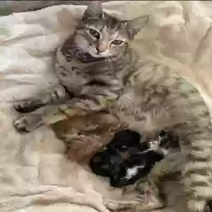 lost female cat mimis