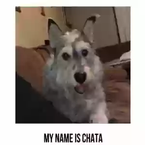 lost female dog chata