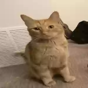 lost male cat george