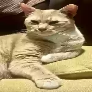 lost male cat toulouse