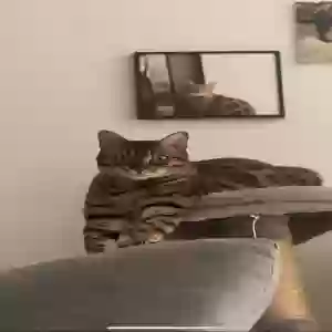 lost female cat big kitty