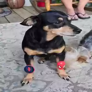 lost male dog max lindsey