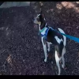 lost male dog benji