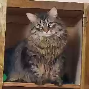 lost male cat merlin