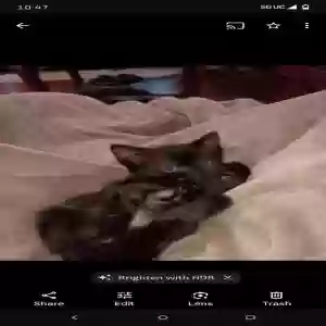 lost unknown cat preacher