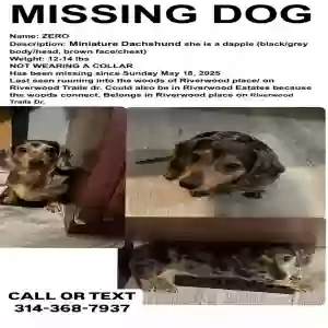 lost female dog zero