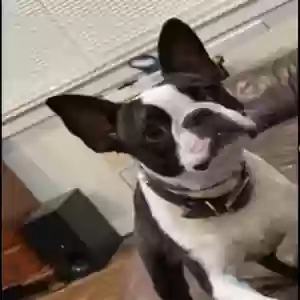 lost female dog coco