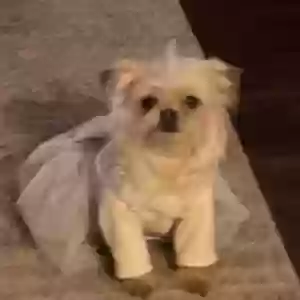 lost female dog lucky