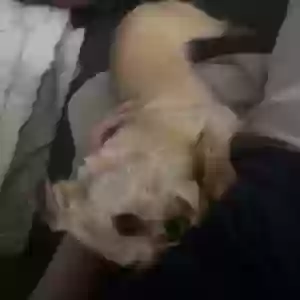 lost female dog lucky